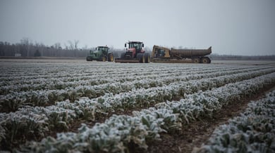 Florida’s Deep Freeze Brings Farming to a Standstill